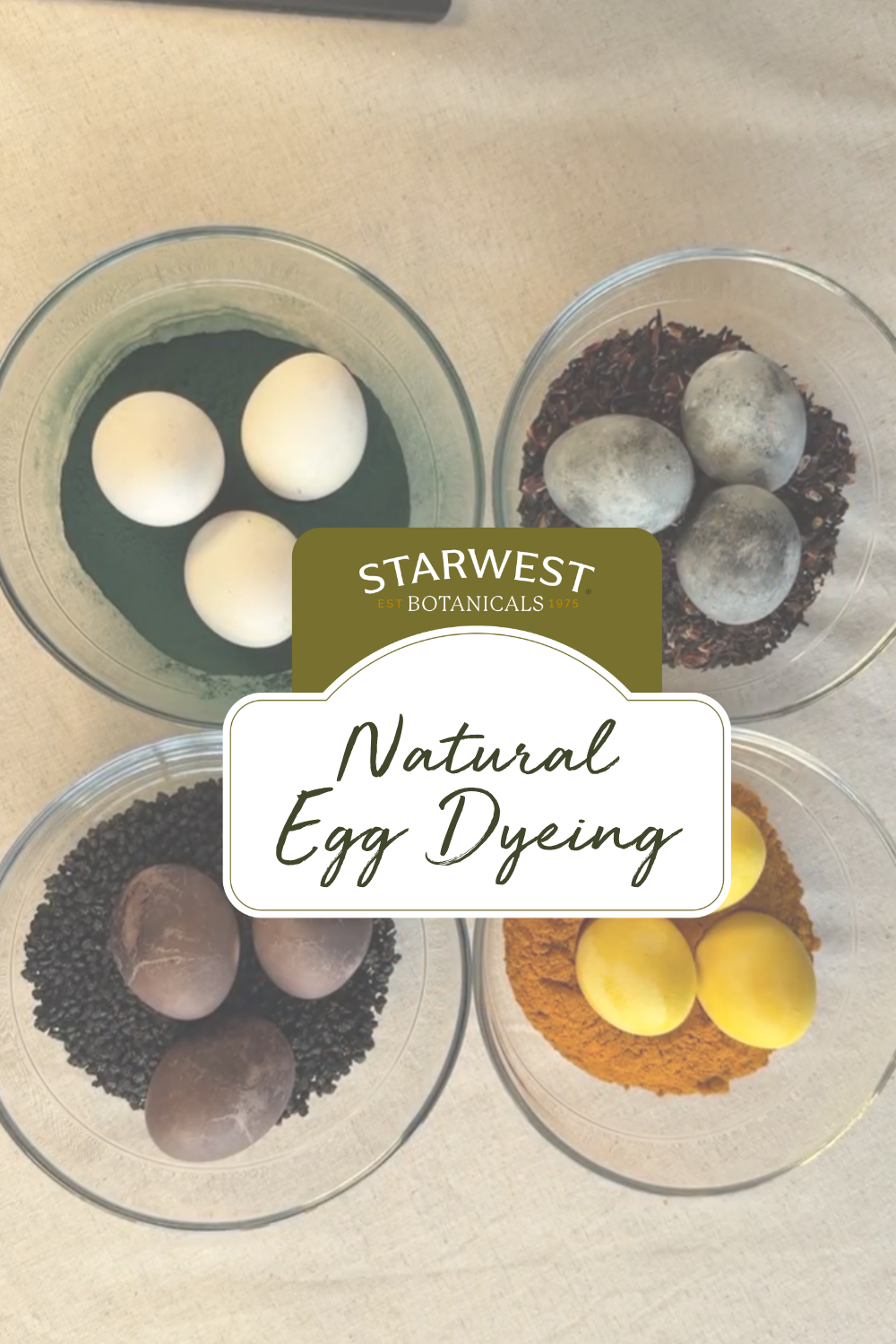 Natural egg dyeing using dried botanicals. Four glass bowls show eggs colored with different ingredients: spirulina (green liquid), hibiscus (dark petals, gray-purple eggs), elderberries (deep purple tones), and turmeric (bright yellow eggs). Starwest Botanicals branding reads “Natural Egg Dyeing.”