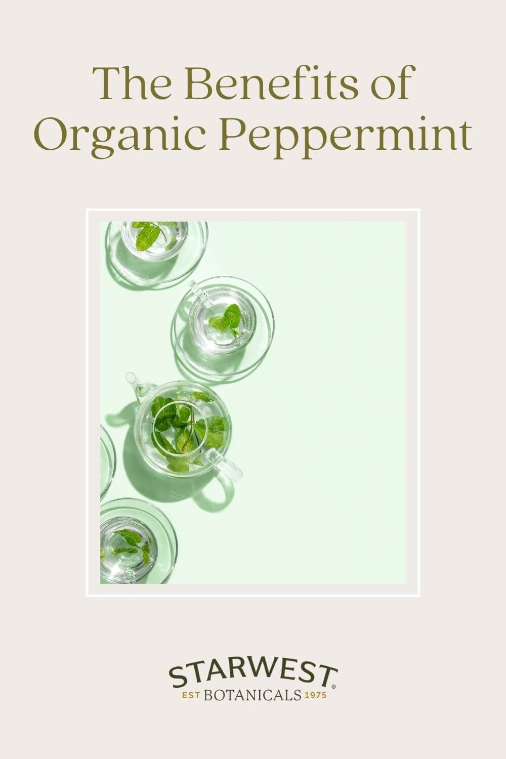 peppermint-blog-1.jpg peppermint-blog-1.jpg